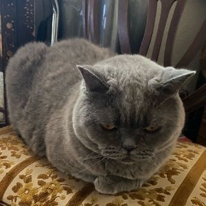 Meet your Posher, James